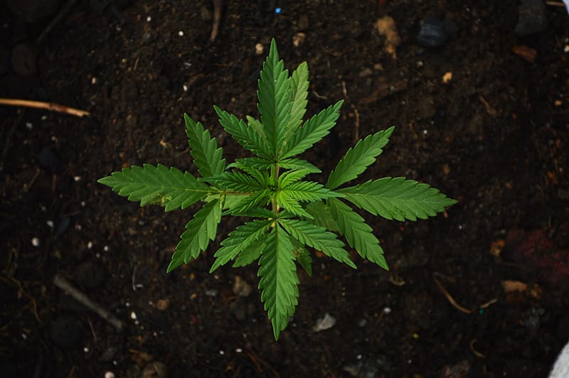 cannabis soil