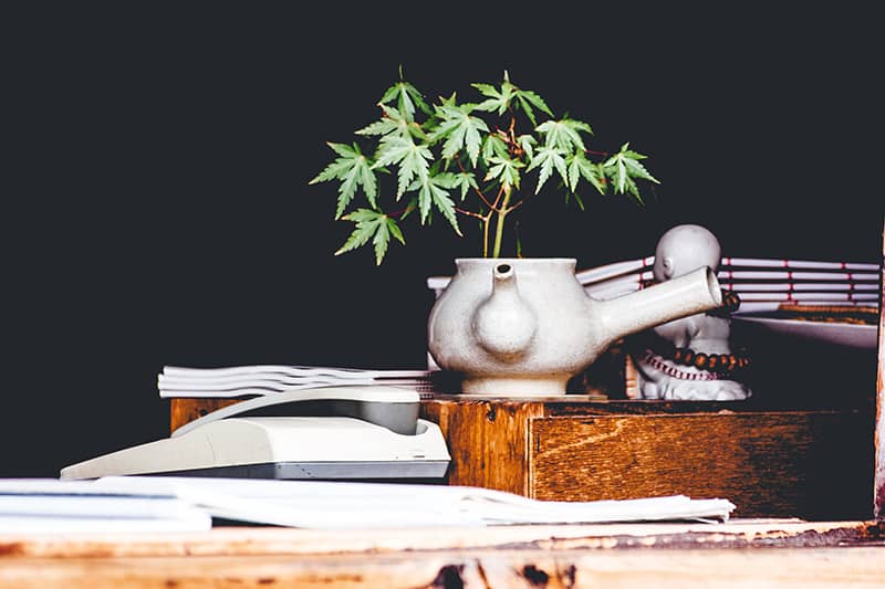cannabis planted in a tea pot
